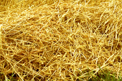 Hay, par Xavier E. G. Dierick